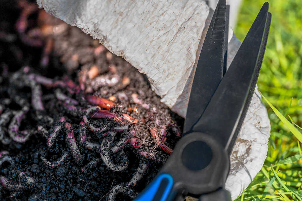 PRESTON PRESTON Worm Scissors - Parkfield Angling Centre