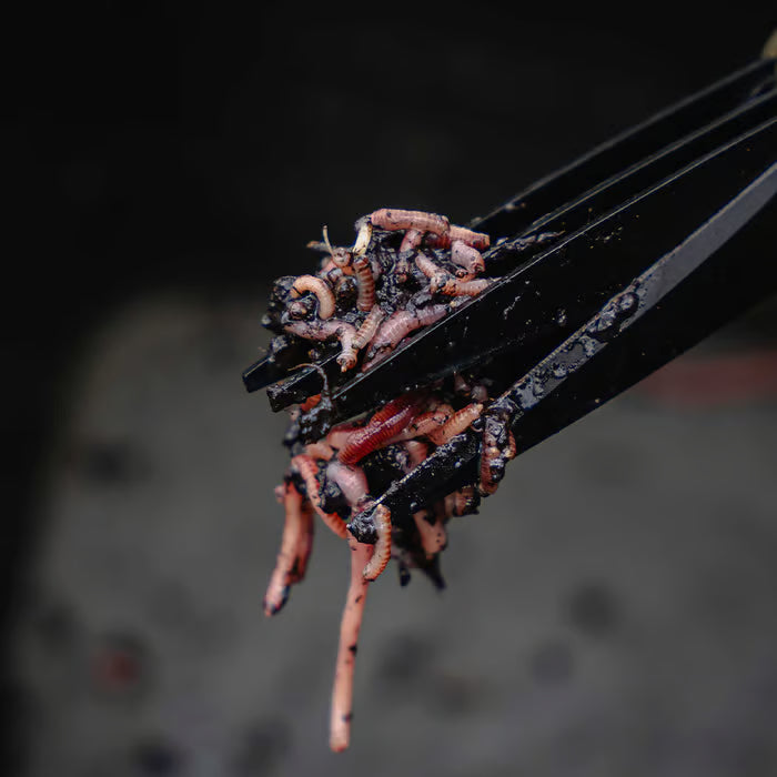 AVID AVID Worm Choppers - Parkfield Angling Centre
