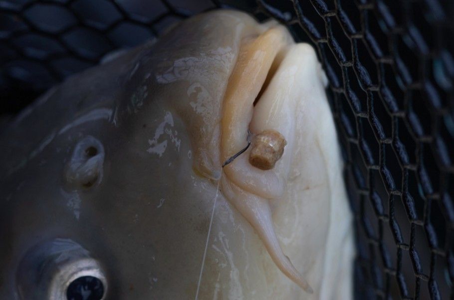 PRESTON PRESTON Hookable Bait Bands - Medium - Parkfield Angling Centre