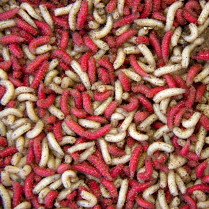 Parkfield Angling Centre Maggot Half Pint  - Parkfield Angling Centre